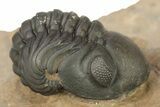 Kettneraspis Trilobite With Long Occipital & Reedops #276399-6